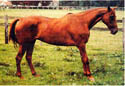lamitis horse treatment